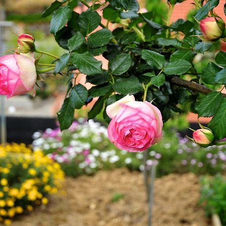 Le Rose Βίλα San Biagio della Cima Εξωτερικό φωτογραφία