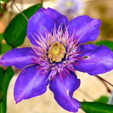 Le Rose Βίλα San Biagio della Cima Εξωτερικό φωτογραφία