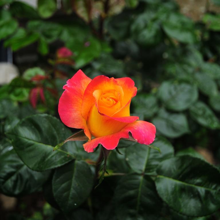 Le Rose Βίλα San Biagio della Cima Εξωτερικό φωτογραφία