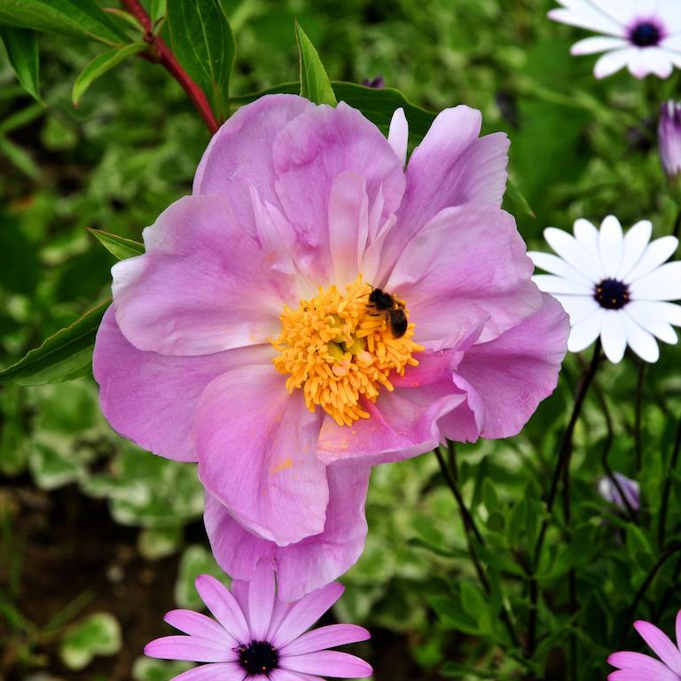 Le Rose Βίλα San Biagio della Cima Εξωτερικό φωτογραφία