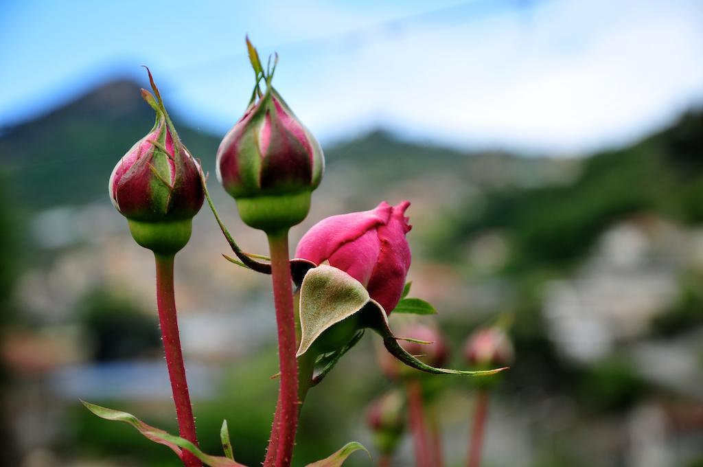 Le Rose Βίλα San Biagio della Cima Εξωτερικό φωτογραφία