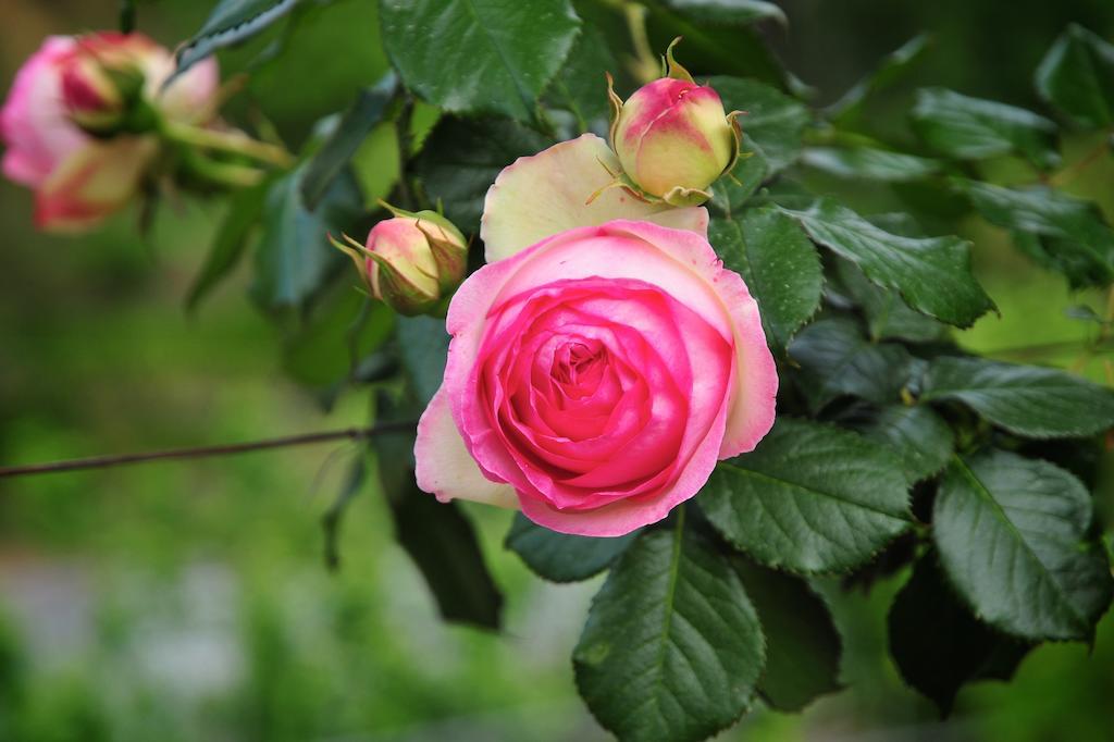 Le Rose Βίλα San Biagio della Cima Εξωτερικό φωτογραφία