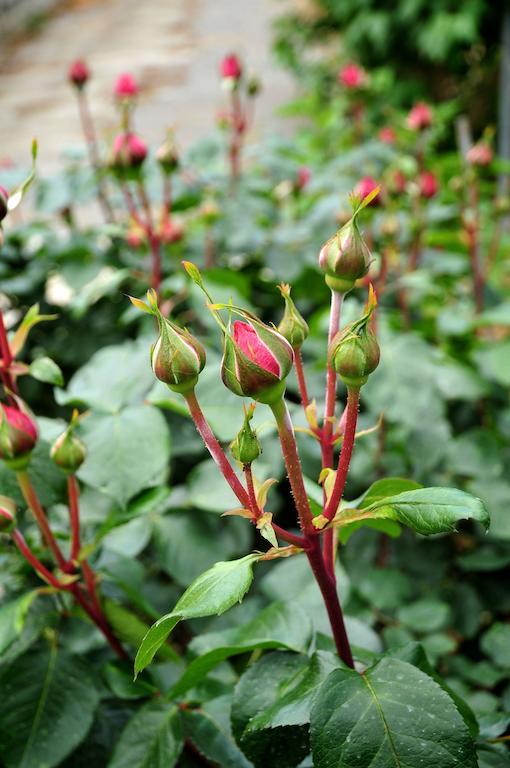 Le Rose Βίλα San Biagio della Cima Εξωτερικό φωτογραφία
