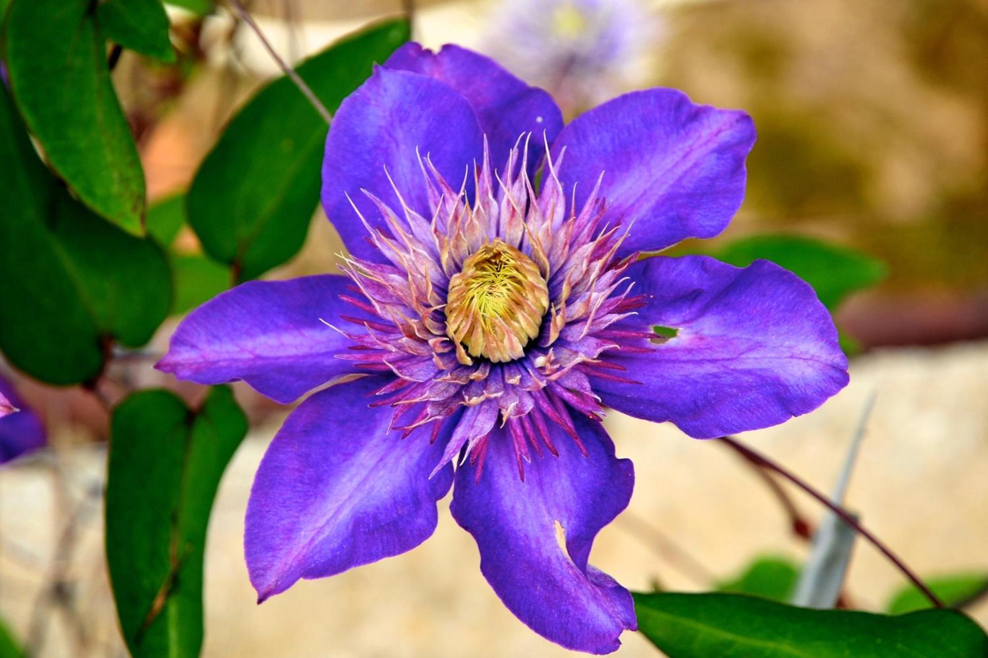 Le Rose Βίλα San Biagio della Cima Εξωτερικό φωτογραφία