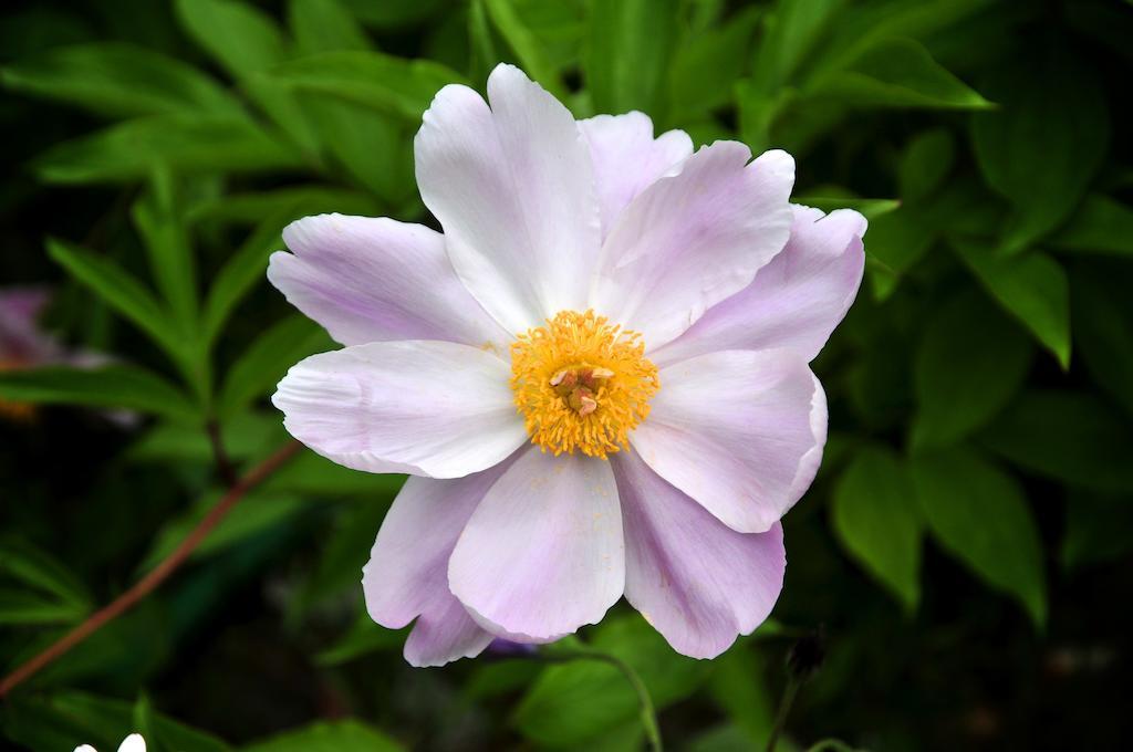 Le Rose Βίλα San Biagio della Cima Εξωτερικό φωτογραφία