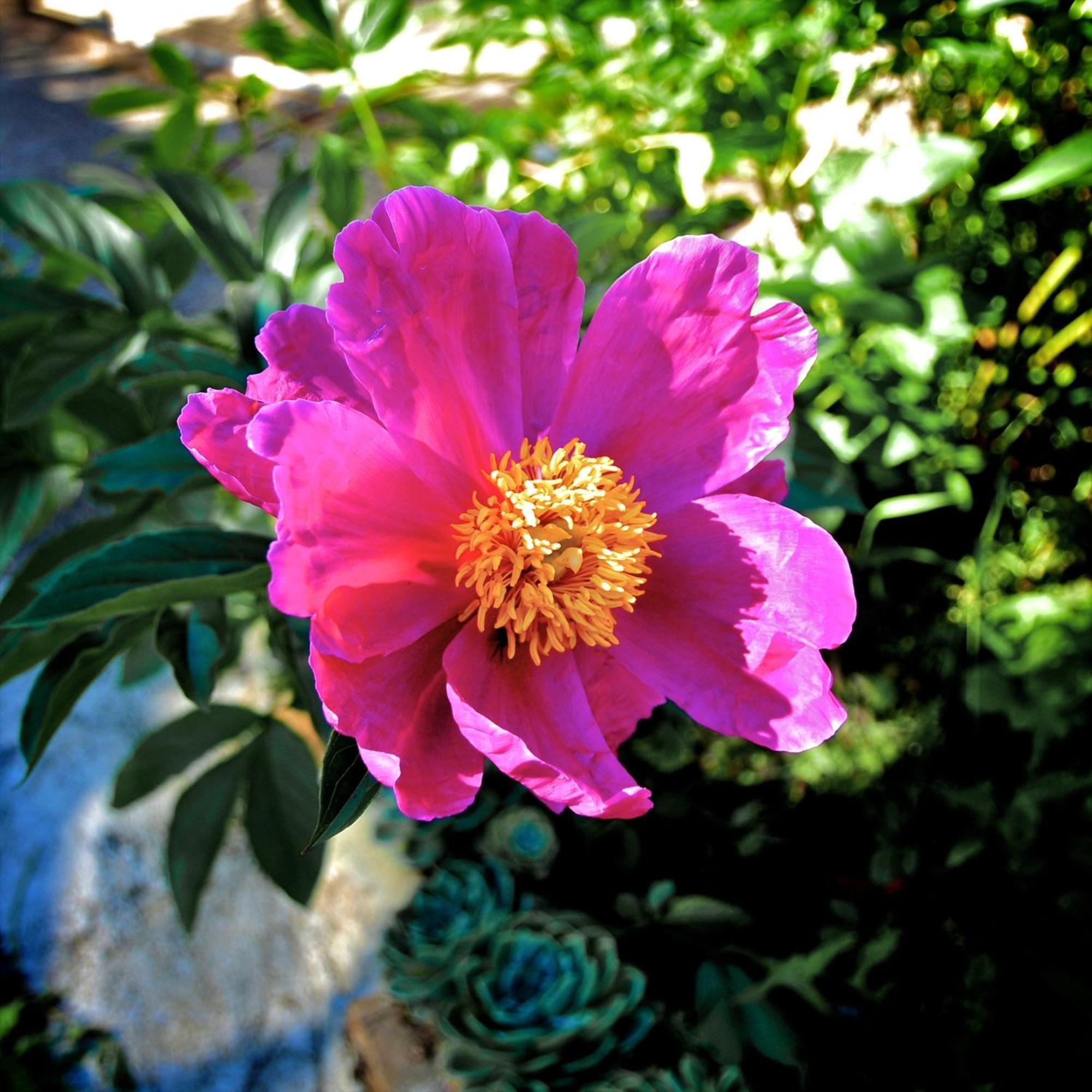Le Rose Βίλα San Biagio della Cima Εξωτερικό φωτογραφία