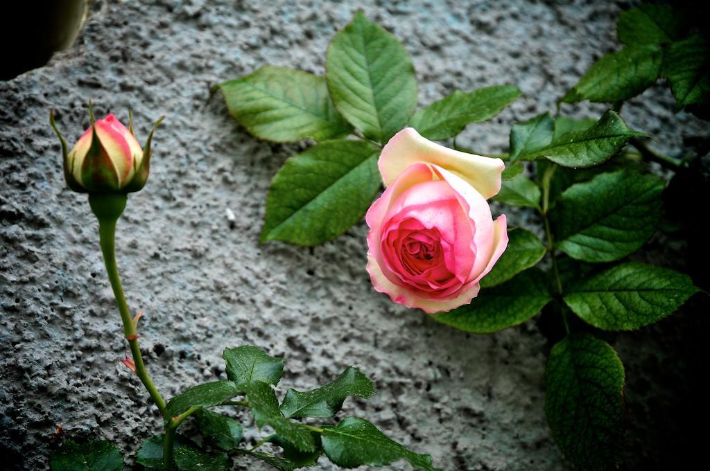 Le Rose Βίλα San Biagio della Cima Εξωτερικό φωτογραφία