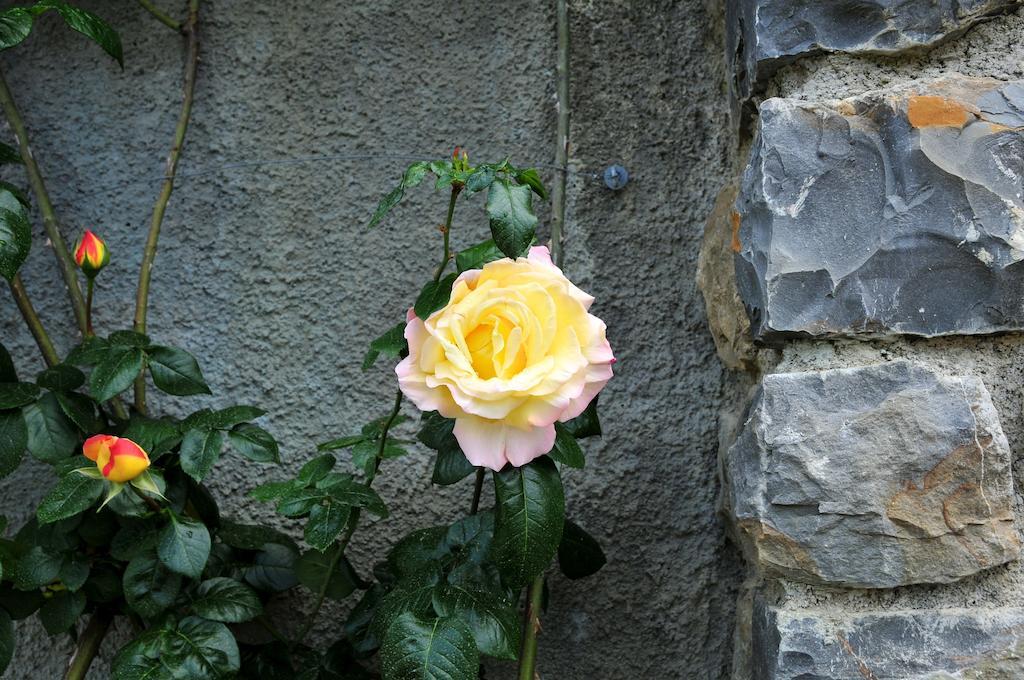 Le Rose Βίλα San Biagio della Cima Εξωτερικό φωτογραφία