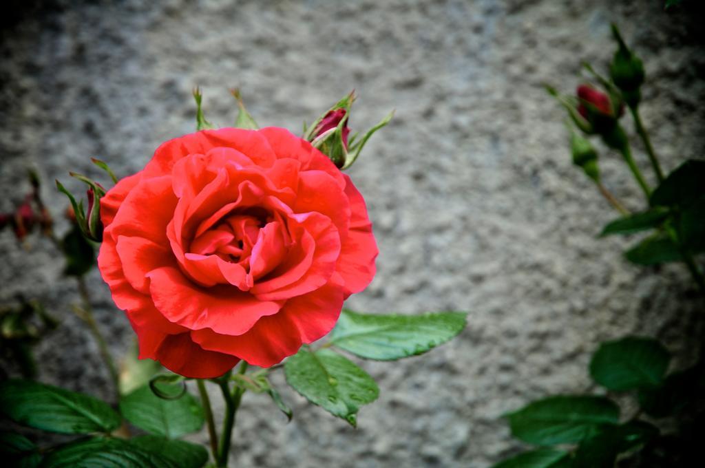 Le Rose Βίλα San Biagio della Cima Εξωτερικό φωτογραφία