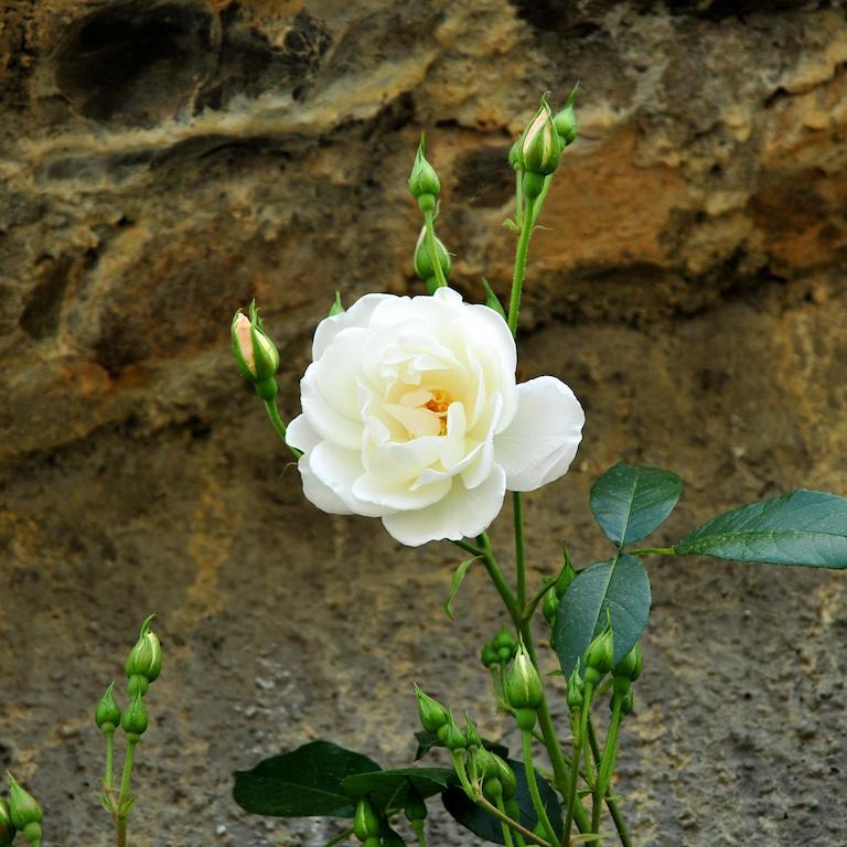 Le Rose Βίλα San Biagio della Cima Εξωτερικό φωτογραφία