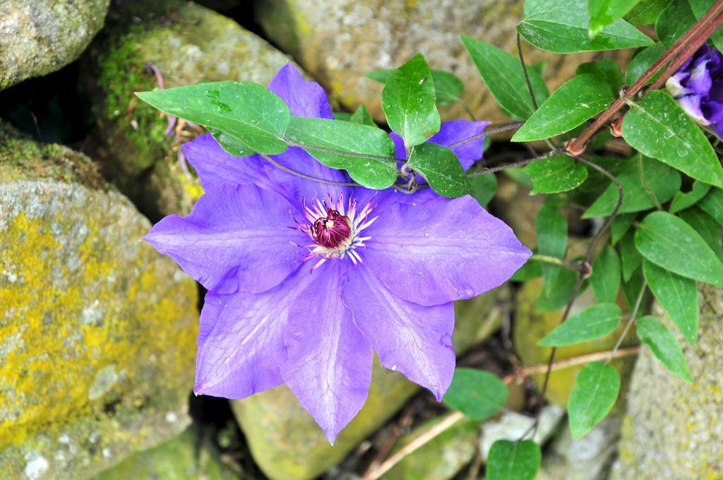 Le Rose Βίλα San Biagio della Cima Εξωτερικό φωτογραφία