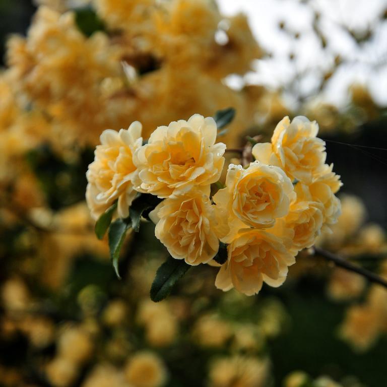 Le Rose Βίλα San Biagio della Cima Εξωτερικό φωτογραφία