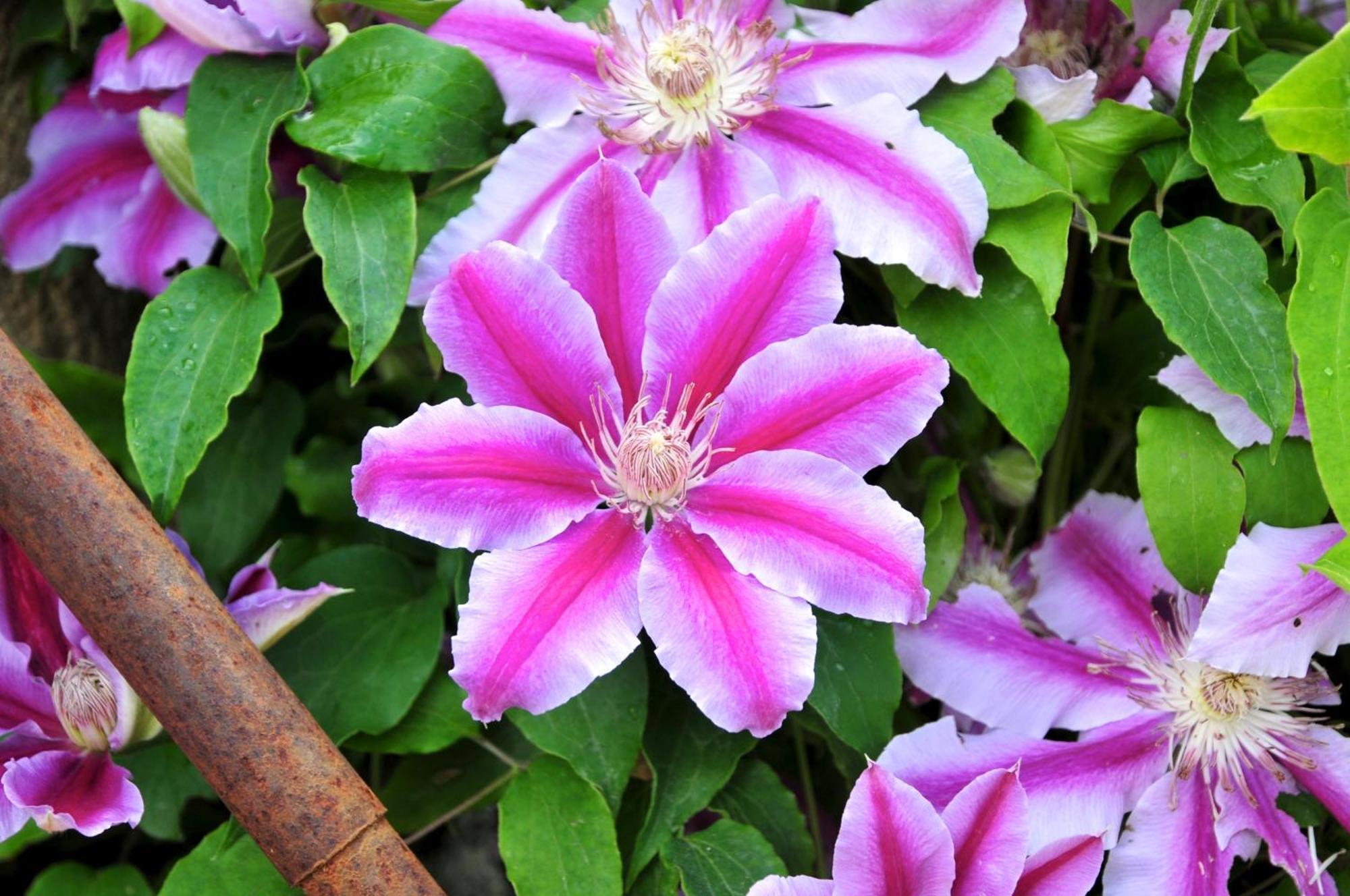Le Rose Βίλα San Biagio della Cima Εξωτερικό φωτογραφία