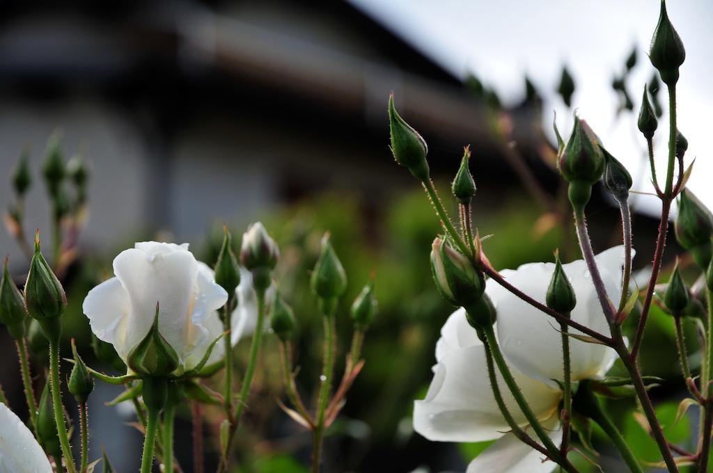 Le Rose Βίλα San Biagio della Cima Εξωτερικό φωτογραφία