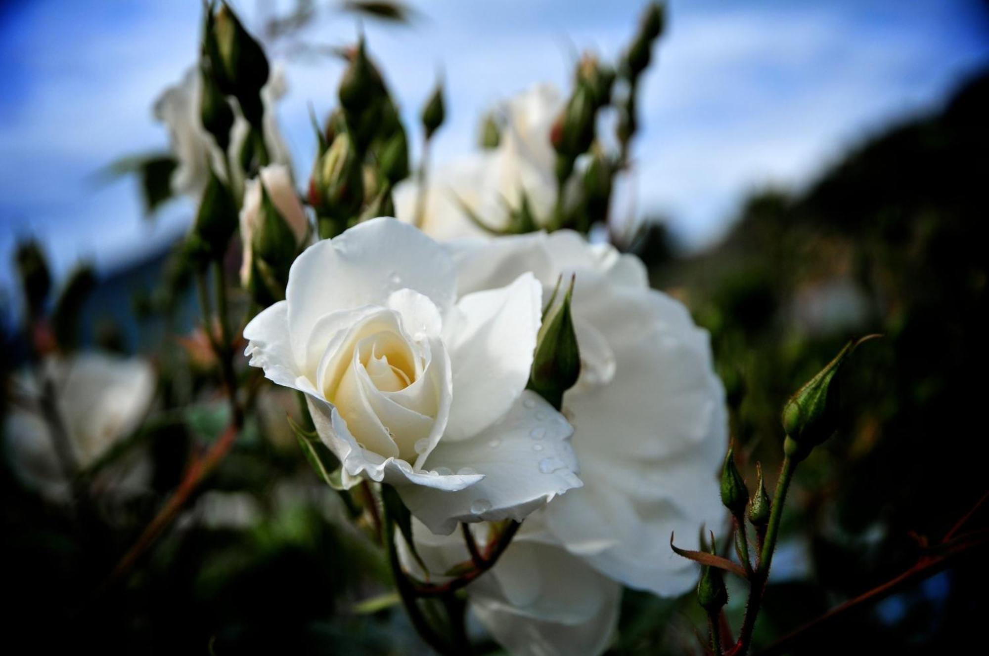 Le Rose Βίλα San Biagio della Cima Εξωτερικό φωτογραφία