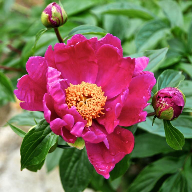 Le Rose Βίλα San Biagio della Cima Εξωτερικό φωτογραφία