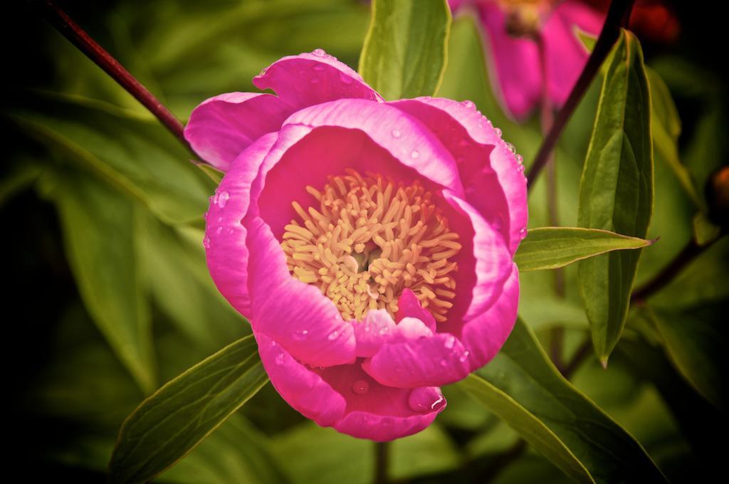 Le Rose Βίλα San Biagio della Cima Εξωτερικό φωτογραφία