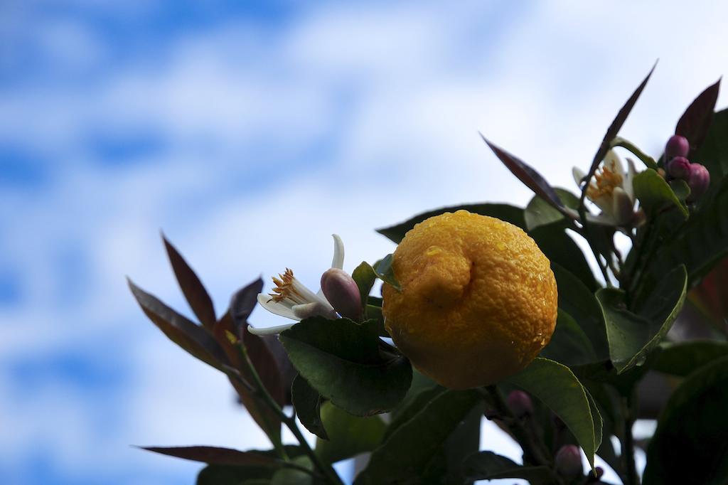 Le Rose Βίλα San Biagio della Cima Εξωτερικό φωτογραφία
